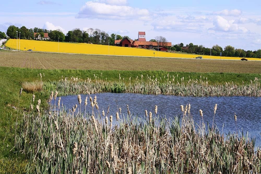 Ett lantligt landskap under en klarblå himmel med spridda moln. I förgrunden finns en liten vattensamling med vass längs dess kant. Bortom vattnet sträcker sig en grön äng mot ett livligt gult rapsfält i full blom. I bakgrunden finns en röd bondgård med en intilliggande tornstruktur som sticker ut mot den omgivande grönskan.